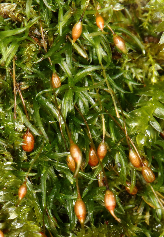 Hymenoloma crispulum